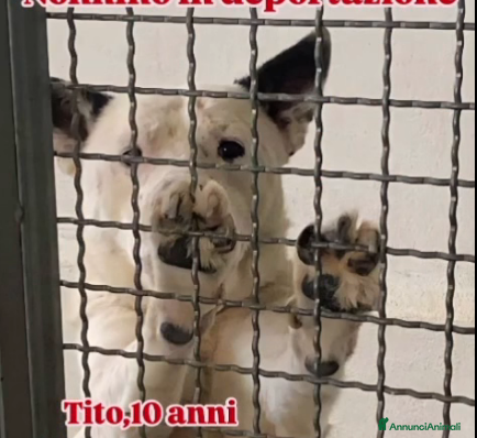 Meticcio cani ADOZ.D’AMORE!:NONNINO IN DEPORTAZIONE!!! Aiuto!! - Annuncio 28