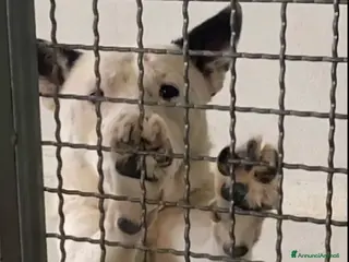 Meticcio cani ADOZ.D’AMORE!:NONNINO IN DEPORTAZIONE!!! Aiuto!! - Annuncio 28