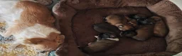 Chihuahua cani in vendita: Chihuahua fulvi a pelo lungo - Annuncio 4