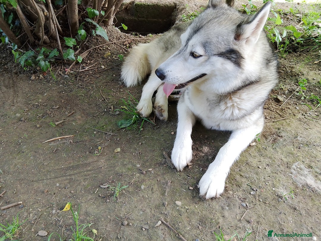 Husky cani in vendita: Cucciolo di siberian husky  - Annuncio 3
