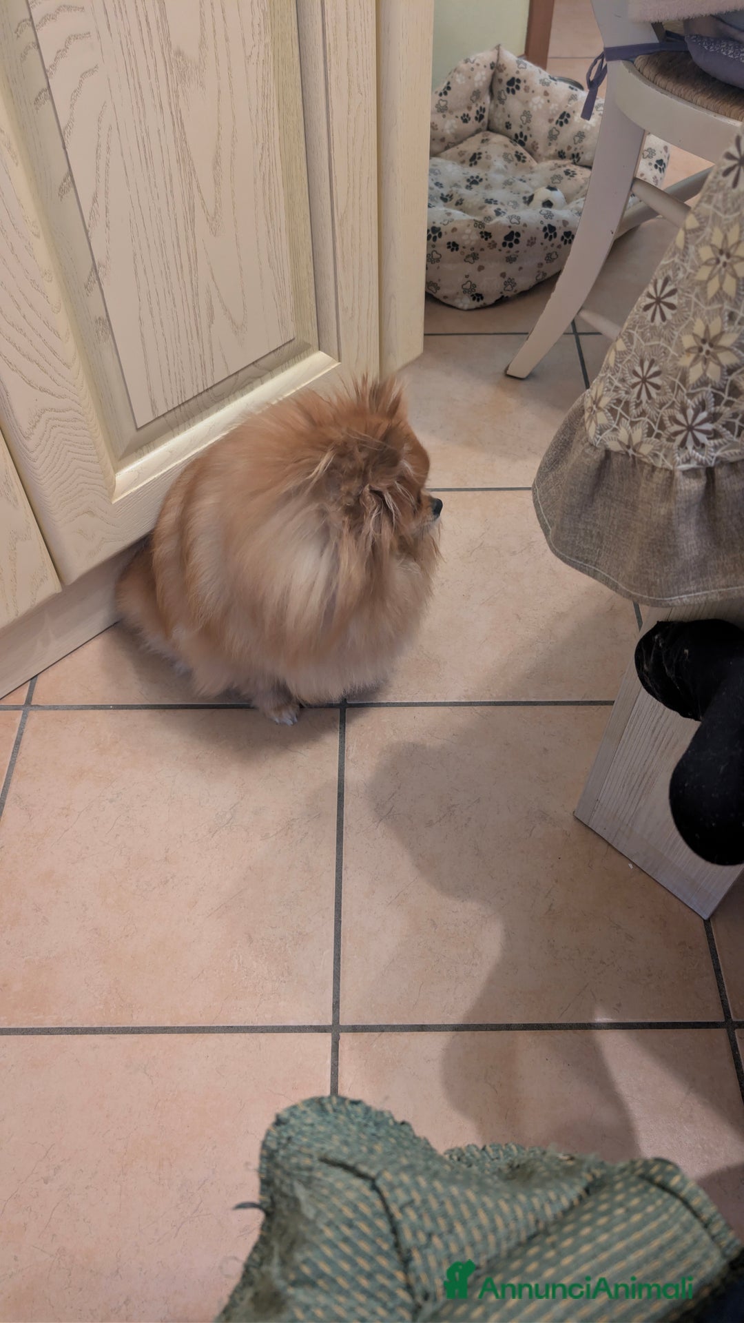 Volpino Pomerania cani in vendita: Volpino pomerania - Annuncio 3