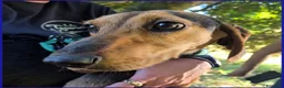 Meticcio cani in regalo: ETTO GIOVANE SEGUGIETTO - Annuncio 10