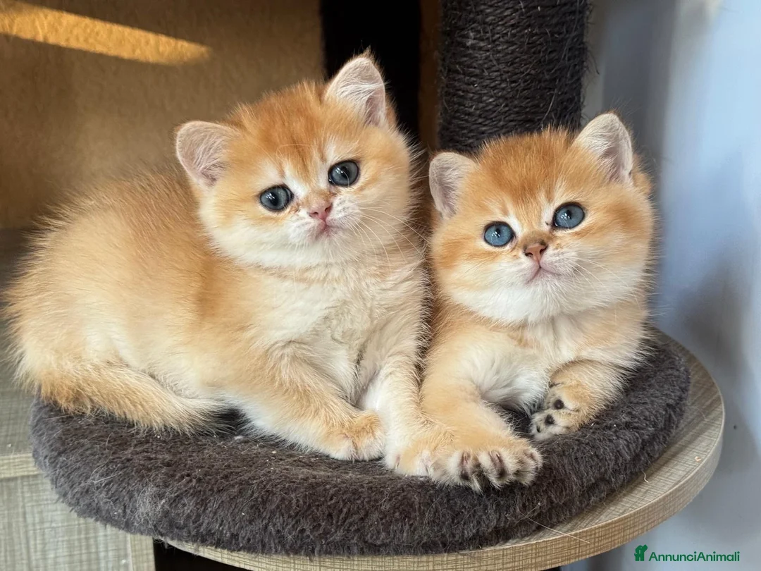 British gatti in vendita: Gattini British Shorthair golden chell  - Annuncio 5