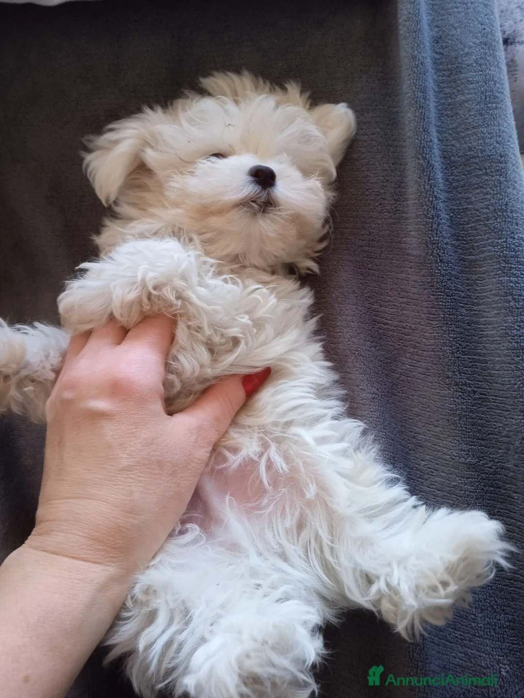 Maltese cani in vendita: Cuccioli maschietti Maltese Mini - Annuncio 5