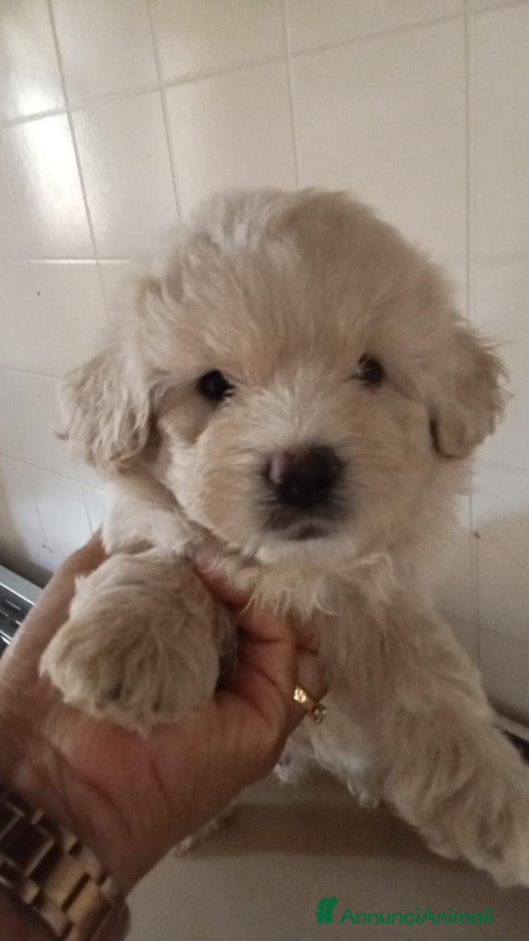 Maltipoo cani maltipoo - Annuncio 27