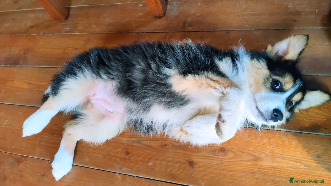 Border Collie cani in vendita: Intelligentissima cucciolotta - Annuncio 7