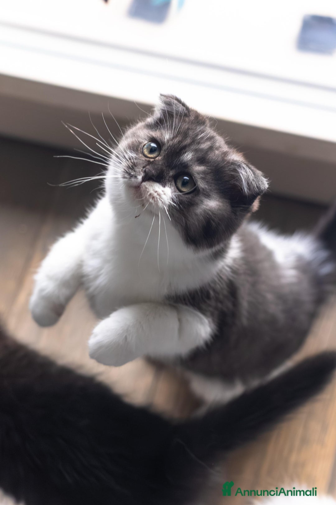 Scottish gatti in vendita: Gattini Scottish fold e straight  - Annuncio 12