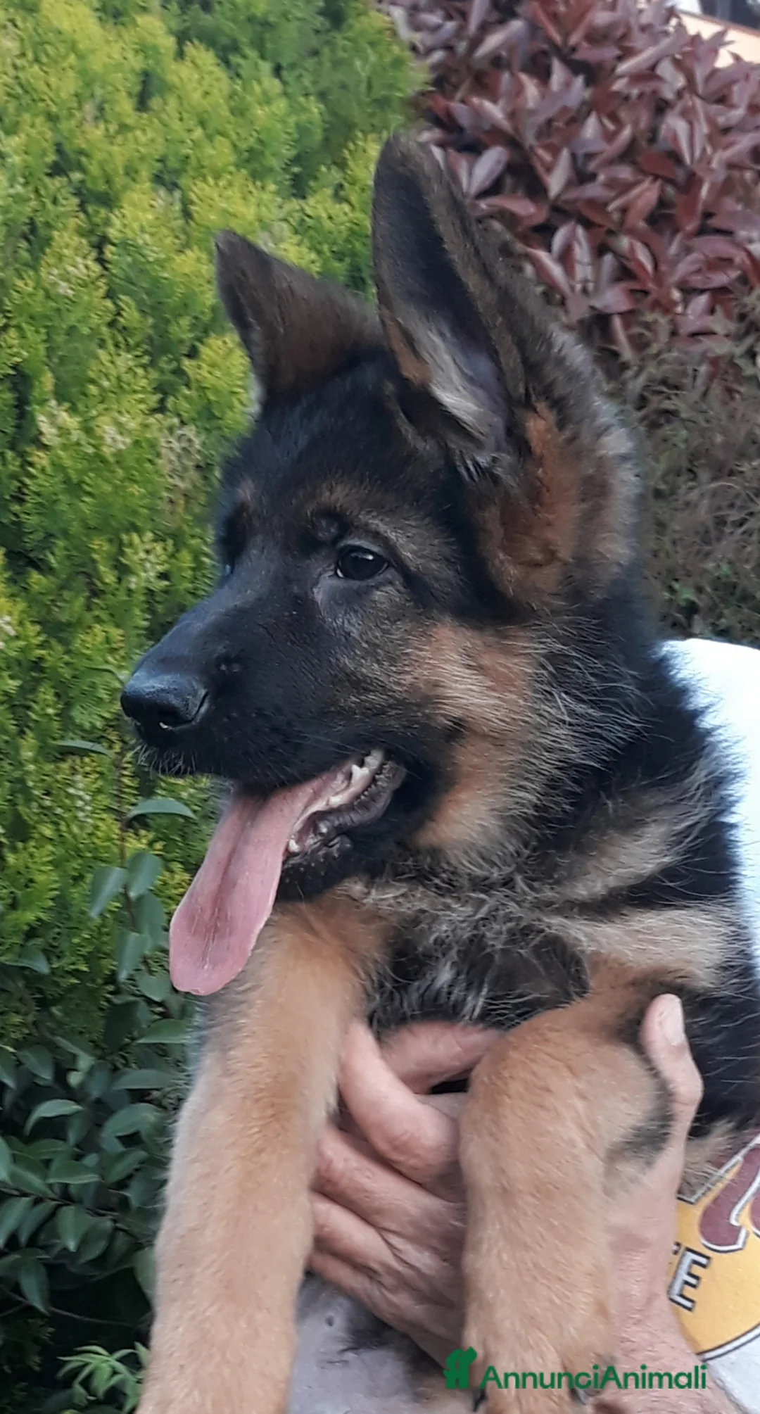 Immagine della galleria {{count}}