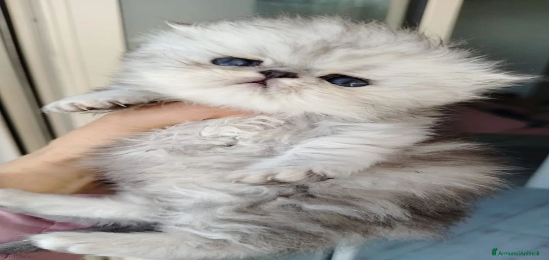 Immagine della galleria {{count}}