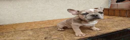 Bulldog Francese cani in vendita: Bulldog francese blu and tan - Annuncio 3