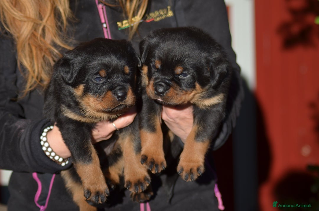 Rottweiler cani in vendita: Cuccioli rottweiler  - Annuncio 5