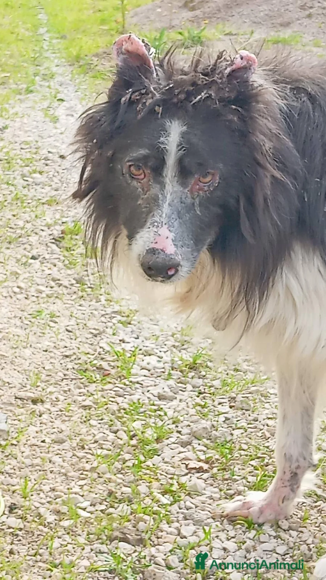 Border Collie cani in regalo: ADOZ.DEL CUORE: cerco stallo!!!!lo stiamo curando - Annuncio 1