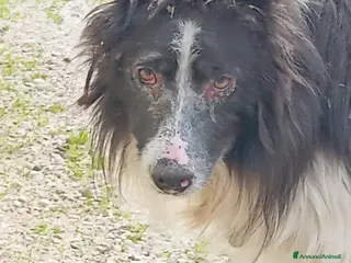 Border Collie cani ADOZ.DEL CUORE: cerco stallo!!!!lo stiamo curando - Annuncio 1