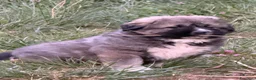 Pastore del Caucaso cani in vendita: Cucciole pastore del caucaso - Annuncio 2