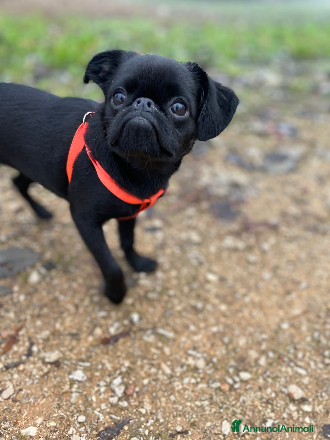 Griffon Vendeen cani in vendita: Cucciola di Piccolo Brabantino  - Annuncio 3