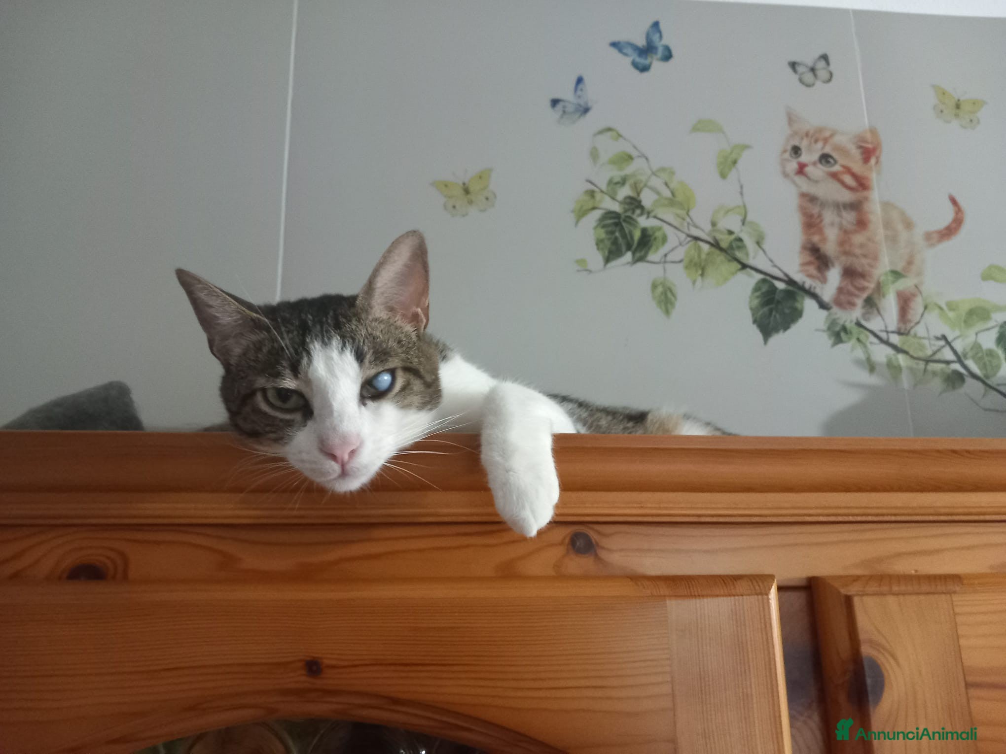 Europeo gatti MICKY, affettuoso micio da adottare! - Annuncio 2