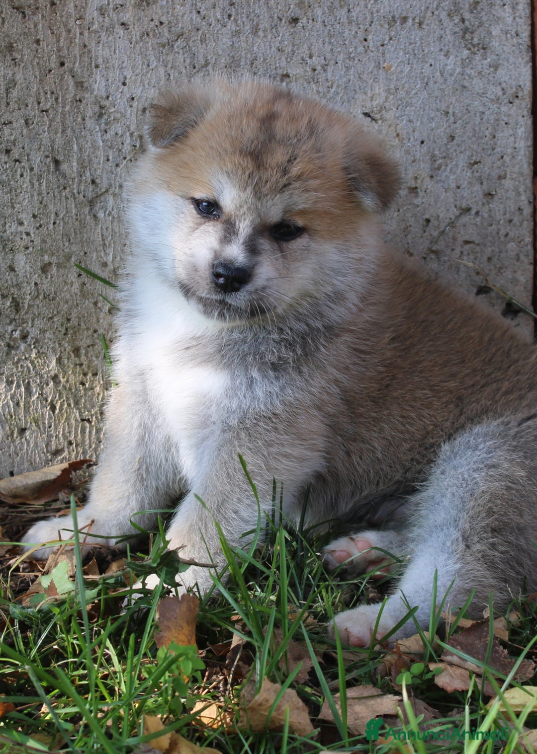 Akita Inu cani in vendita: Cuccioli di AKITA LOMBARDIA  - Annuncio 13