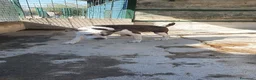 Meticcio cani in regalo: Biancavilla in canile a Catania - Annuncio 4