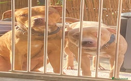 Pitbull cani in vendita: Cucciola di Pitbull Tricolor con Pedigree  a Città Metropolitana di Milano - Immagine 7