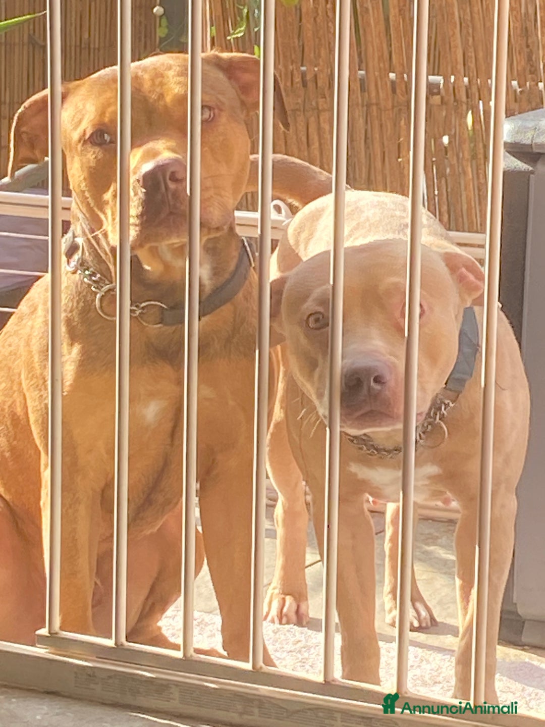 Pitbull cani in vendita: Cucciola di Pitbull Tricolor con Pedigree  a Città Metropolitana di Milano - Immagine 7