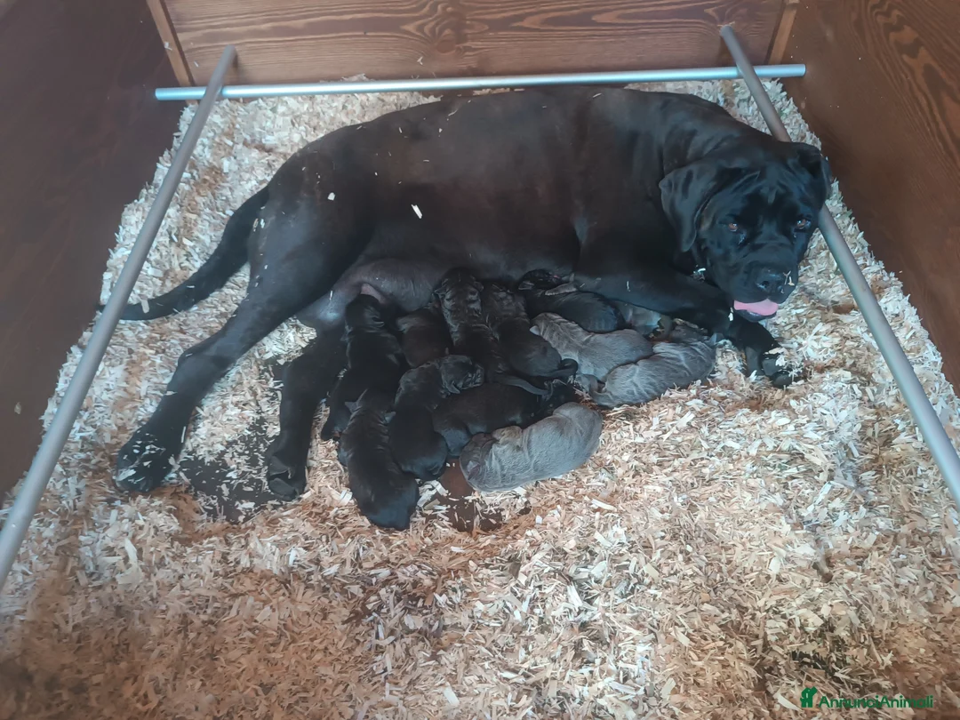 Cane Corso cani in vendita: Cane corso cuccioli - Annuncio 1