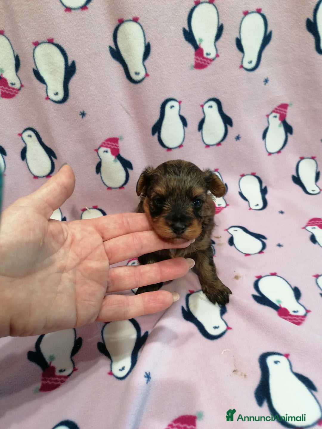 Meticcio cani in vendita: Yorkiepoo cuccioli - Annuncio 5