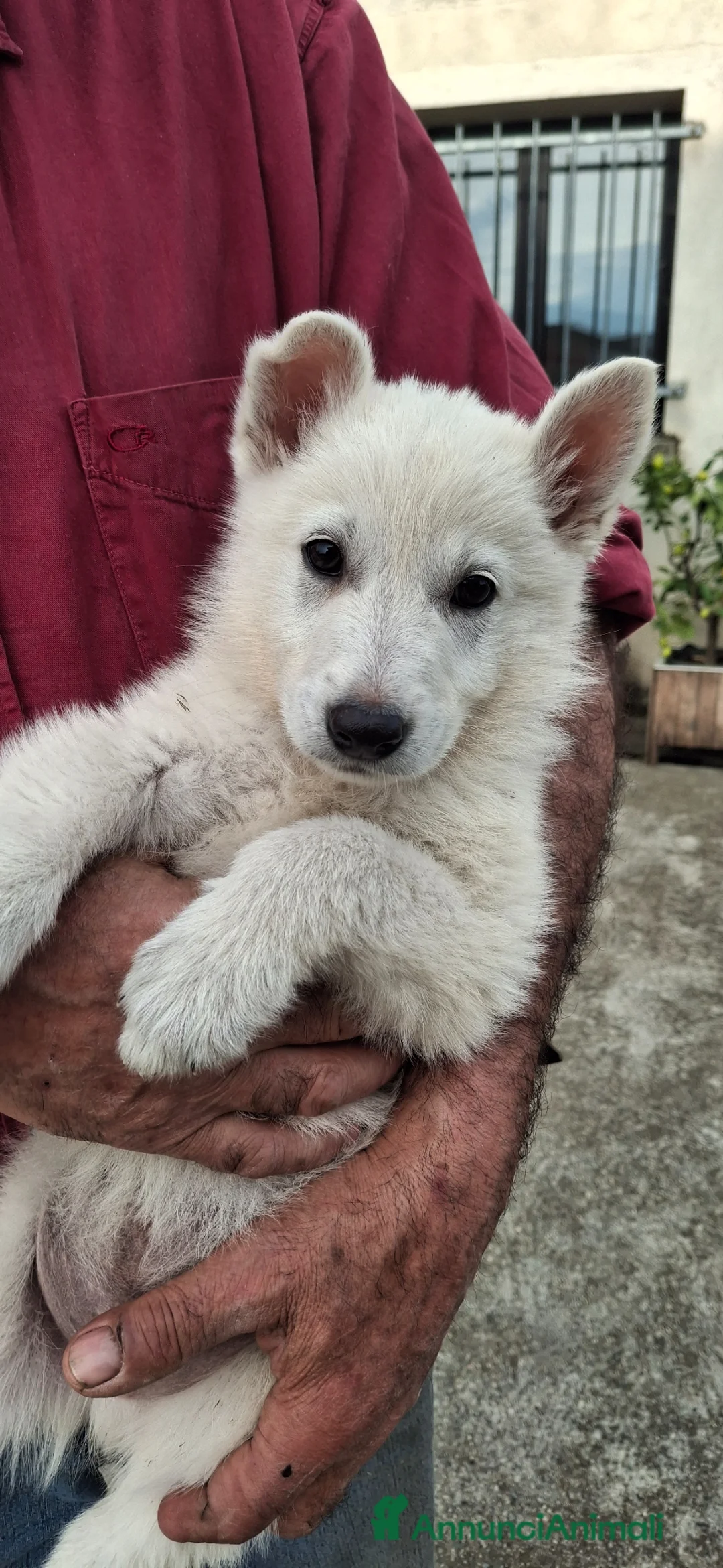 Pastore Svizzero cani in vendita: Cucciolo pastore svizzero a Provincia di Cuneo - Annuncio 2