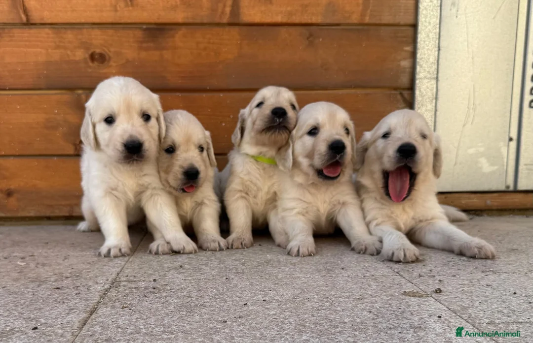 Golden Retriever cani in vendita: CUCCIOLI DI GOLDEN RETRIEVER CERCANO FAMIGLA ❤️ - Annuncio 1
