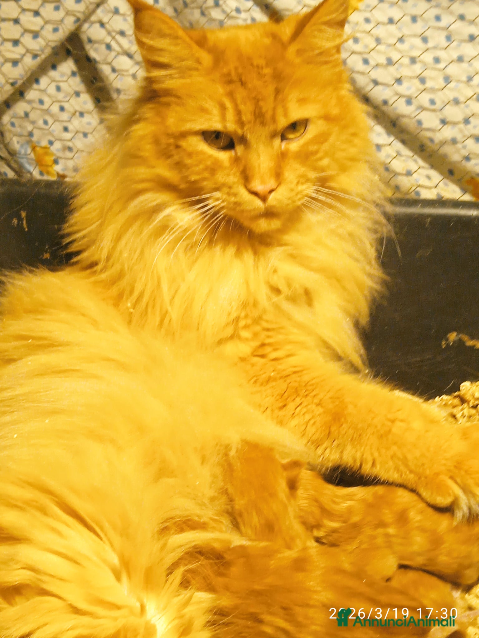 Maine Coon gatti Maine coon con pedigree  - Annuncio 1