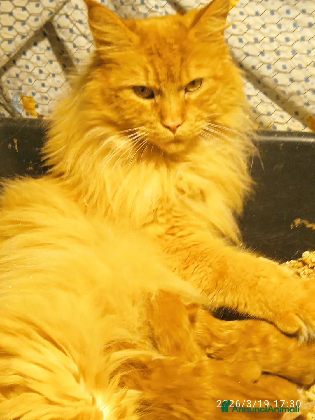 Maine Coon gatti in vendita: Maine coon con pedigree  - Annuncio 1