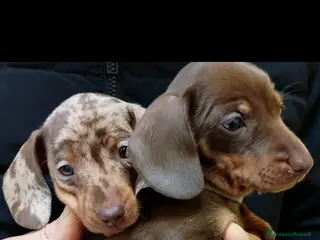 Bassotto cani Cuccioli bassotto disponibili. - Annuncio 1