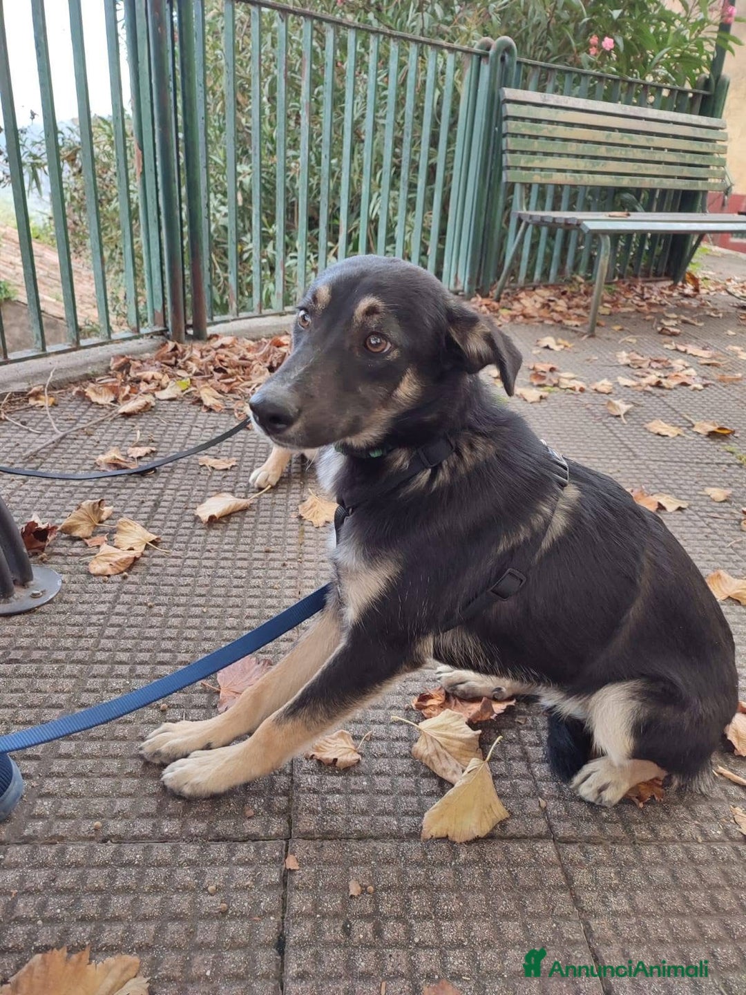 Meticcio cani in regalo: Freddy tenero cucciolo di 5 mesi taglia media  - Annuncio 6