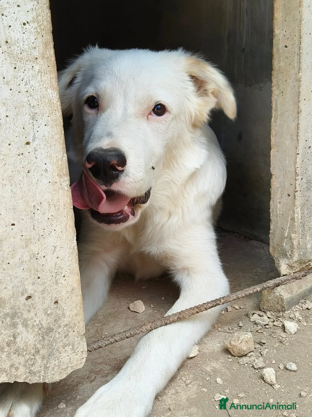 Meticcio cani in regalo: LO SPLENDIDO SNOOPY - Annuncio 3