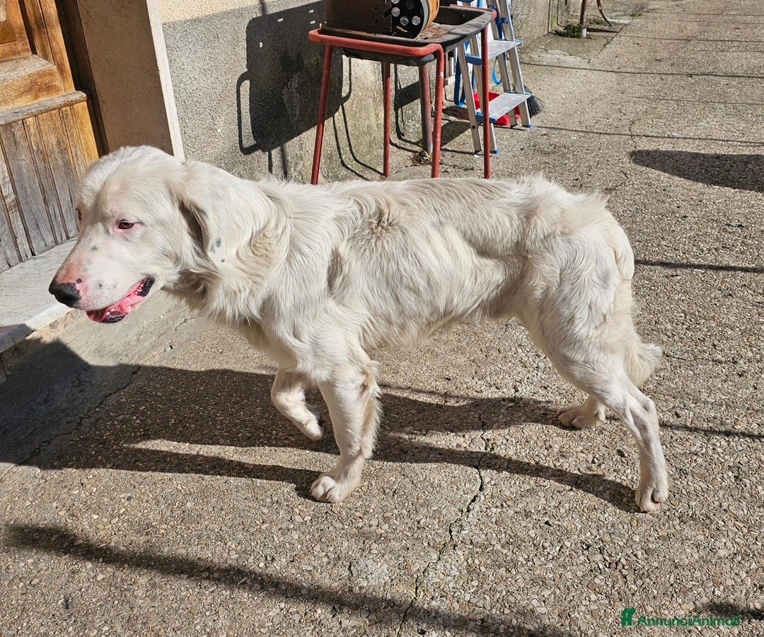 Meticcio cani in regalo: NEVE MIX GOLDEN RETRIEVER ALBINO a Provincia di Avellino - Annuncio 5
