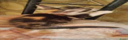 Europeo gatti in regalo: Regaloo Gattinii - Annuncio 3
