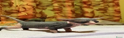 Sphynx gatti in vendita: Sphynx  a Provincia di Frosinone - Annuncio 7