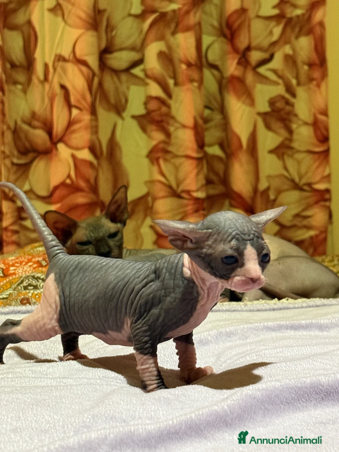 Sphynx gatti in vendita: Sphynx  a Provincia di Frosinone - Annuncio 7