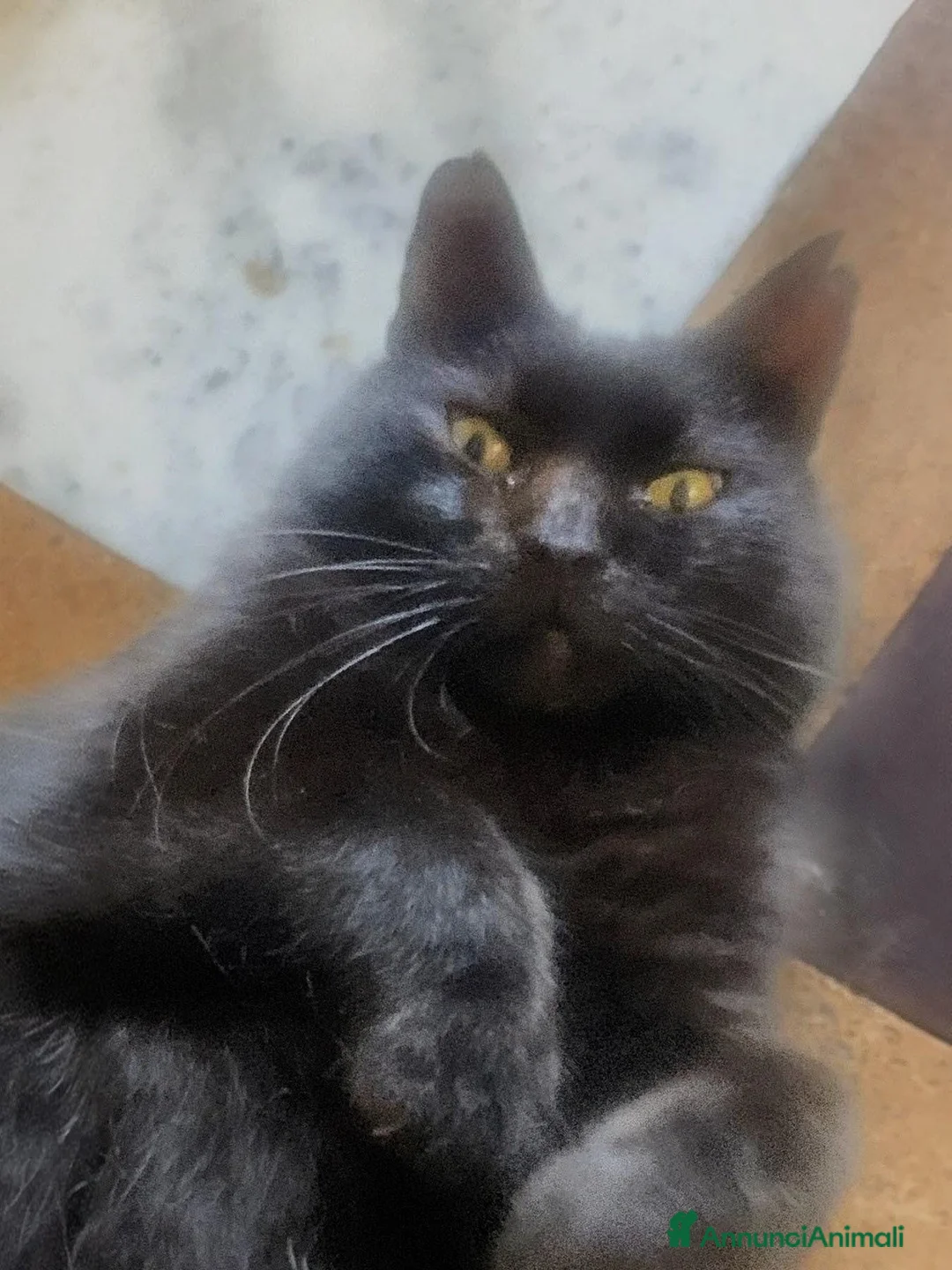 Meticcio gatti in regalo: 3 anni bellissimo micione  - Annuncio 2