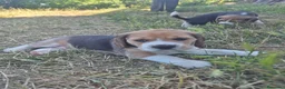 Beagle cani in vendita: 4 Cuccioli maschi di Beagle con Pedigree ENCi a Provincia di Viterbo - Annuncio 8