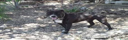 Staffordshire cani in vendita: Cuccioli di Staffordshire Bull Terrier disponibili a Libero consorzio comunale di Agrigento - Annuncio 8