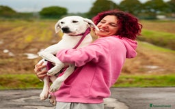 Altre razze cani in regalo: tommy  - Immagine 1