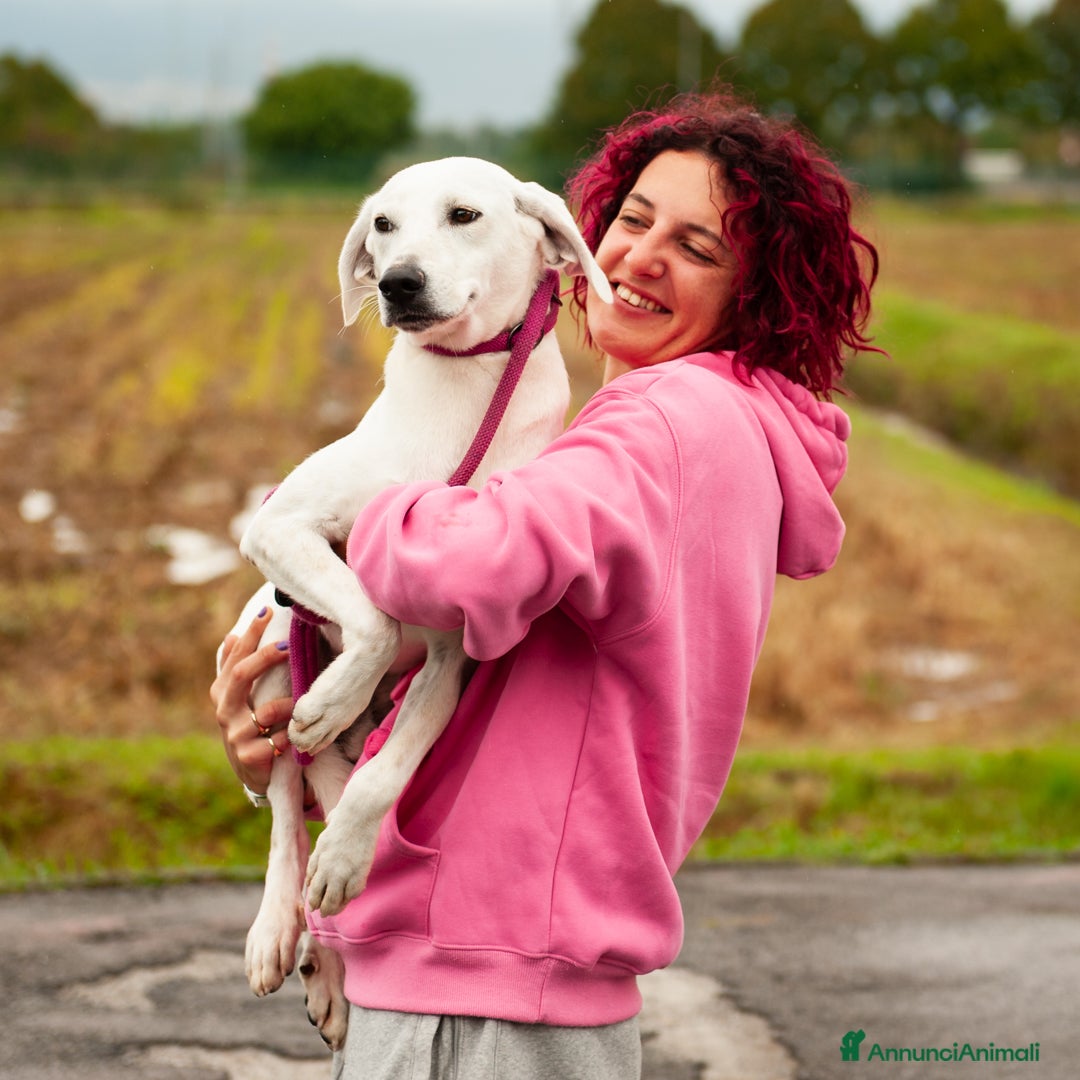 Altre razze cani in regalo: tommy  - Immagine 1