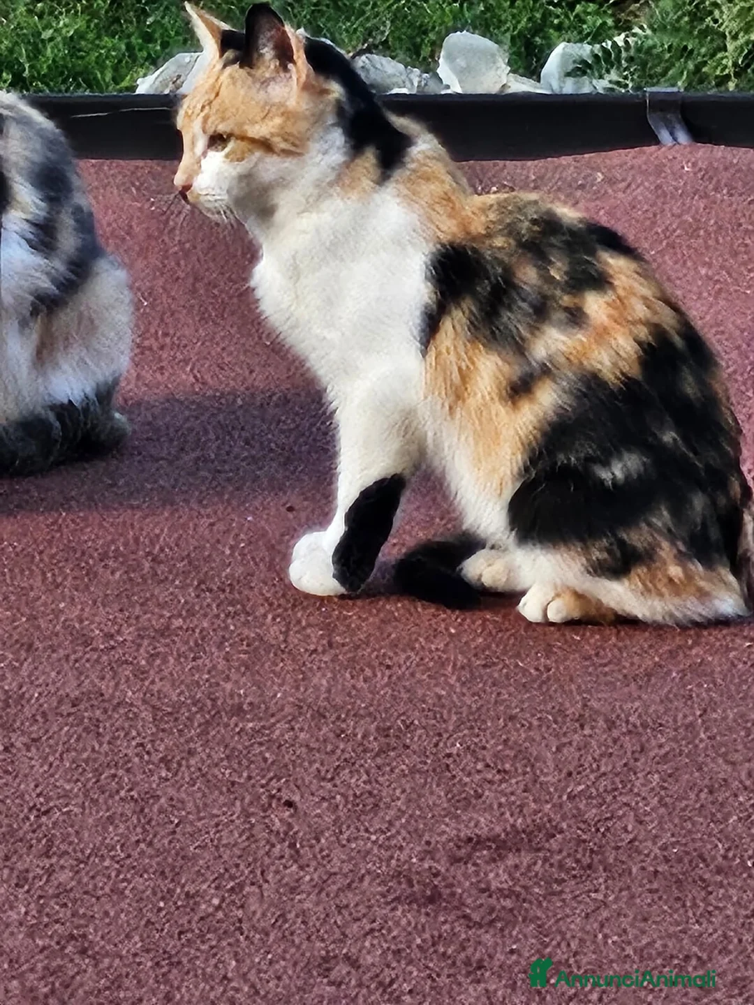 Altre razze gatti in regalo: CERCA CASA 🥰🏡 - Annuncio 2