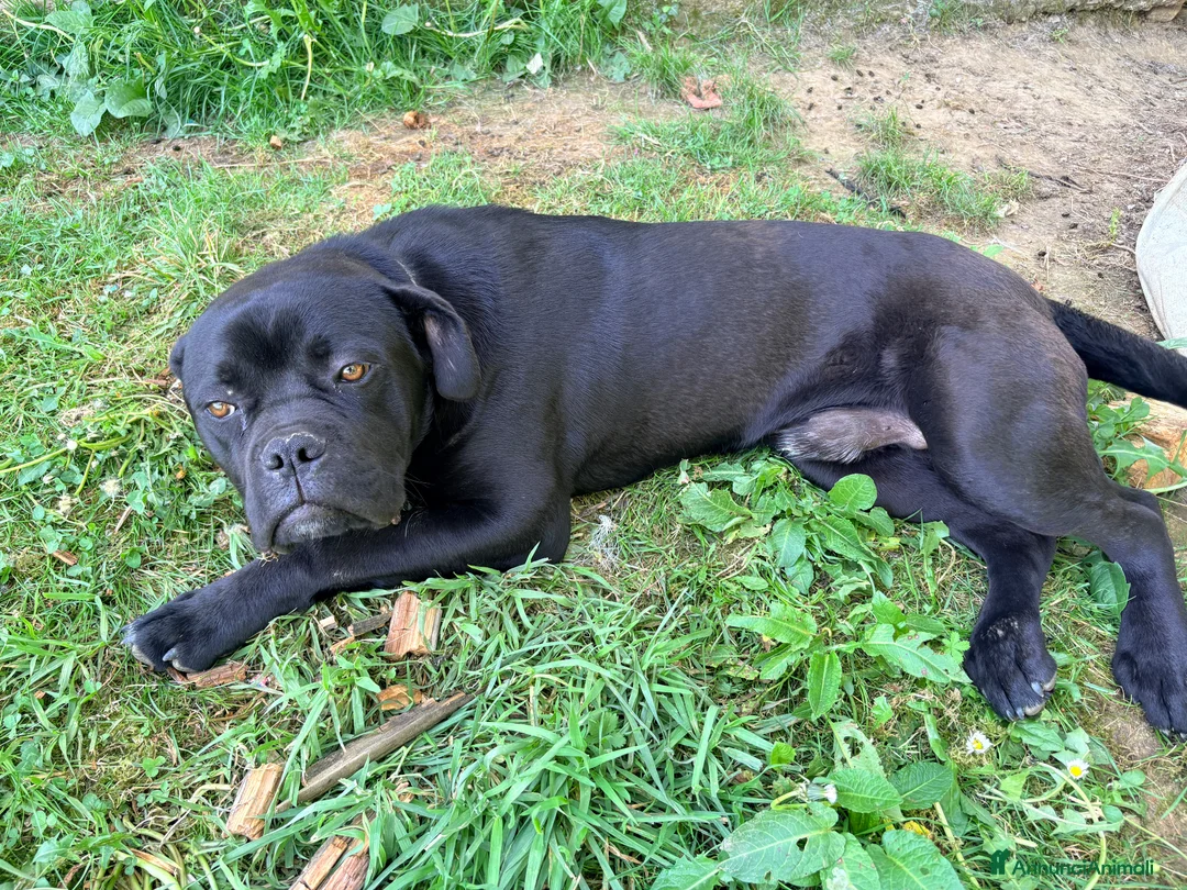Cane Corso cani in vendita: Cucciolo di cane corso a Provincia di Biella - Annuncio 3