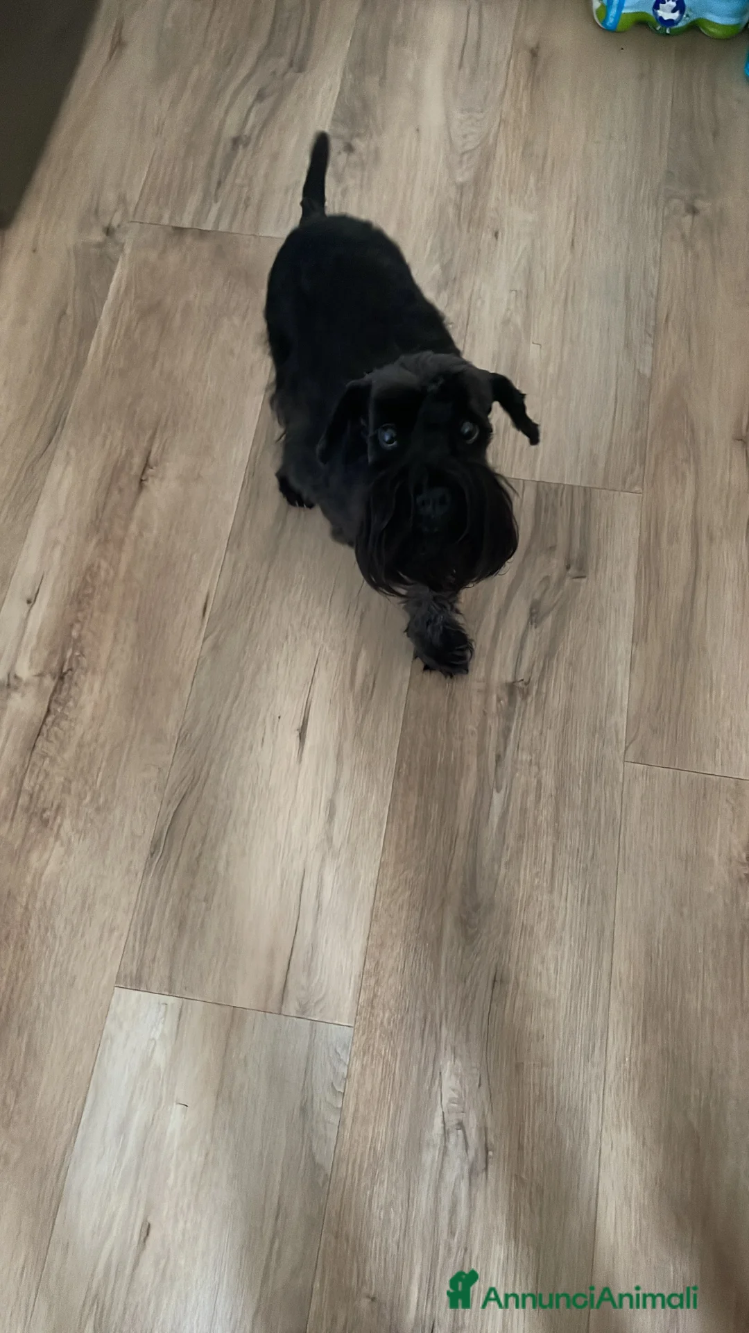 Mini Schnauzer cani per accoppiamento: Cerco fidanzato  a Provincia di Vicenza - Annuncio 1