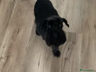 Mini Schnauzer cani Cerco fidanzato - Annuncio 2