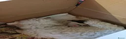Meticcio cani in vendita: Cuccioli meticci taglia piccola 8/10 kg - Annuncio 2