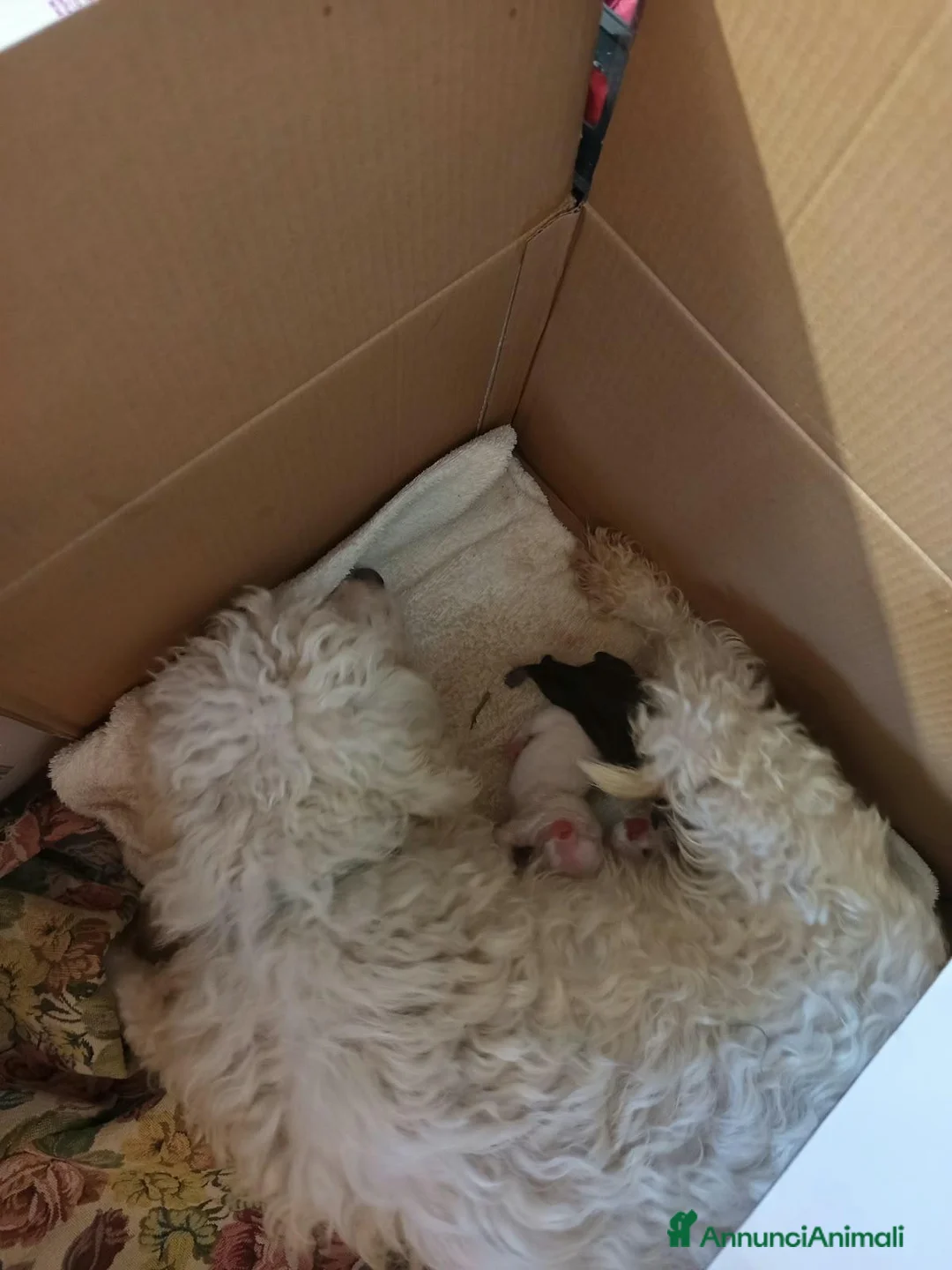 Meticcio cani in vendita: Cuccioli meticci taglia piccola 8/10 kg - Annuncio 2