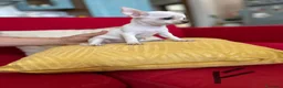 Chihuahua cani in vendita: Chihuahua  - Annuncio 5
