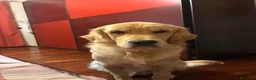 Golden Retriever cani per accoppiamento: Ares golden Retriever, un anno e cinque  a Provincia di Asti - Annuncio 3